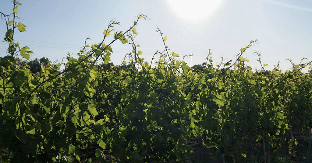 I vini sardi e i Vitigni autoctoni della Sardegna