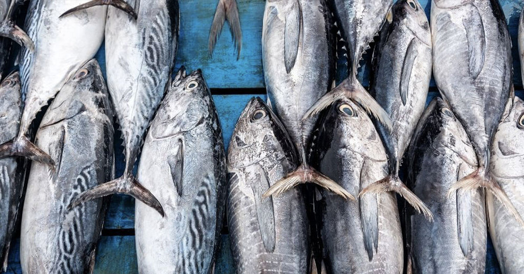 Una pregiata delizia dal mare: Il Tonno Rosso della Sardegna